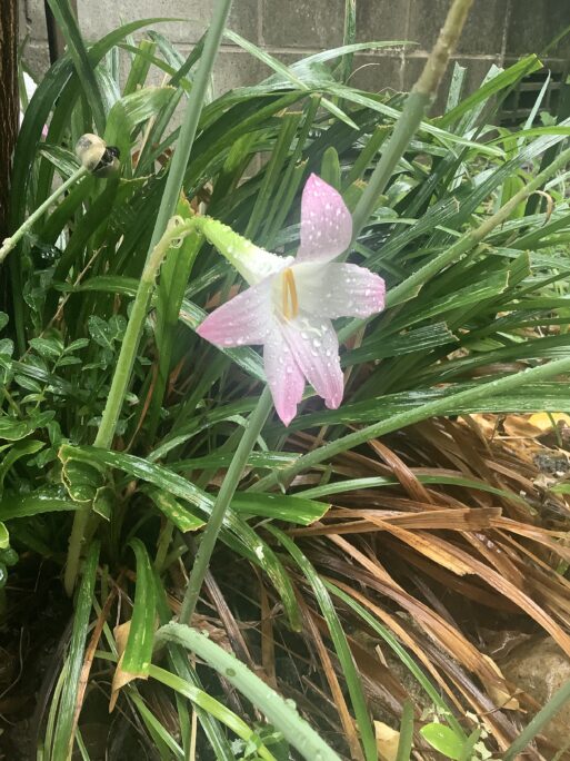 雨に濡れる百合の花の写真