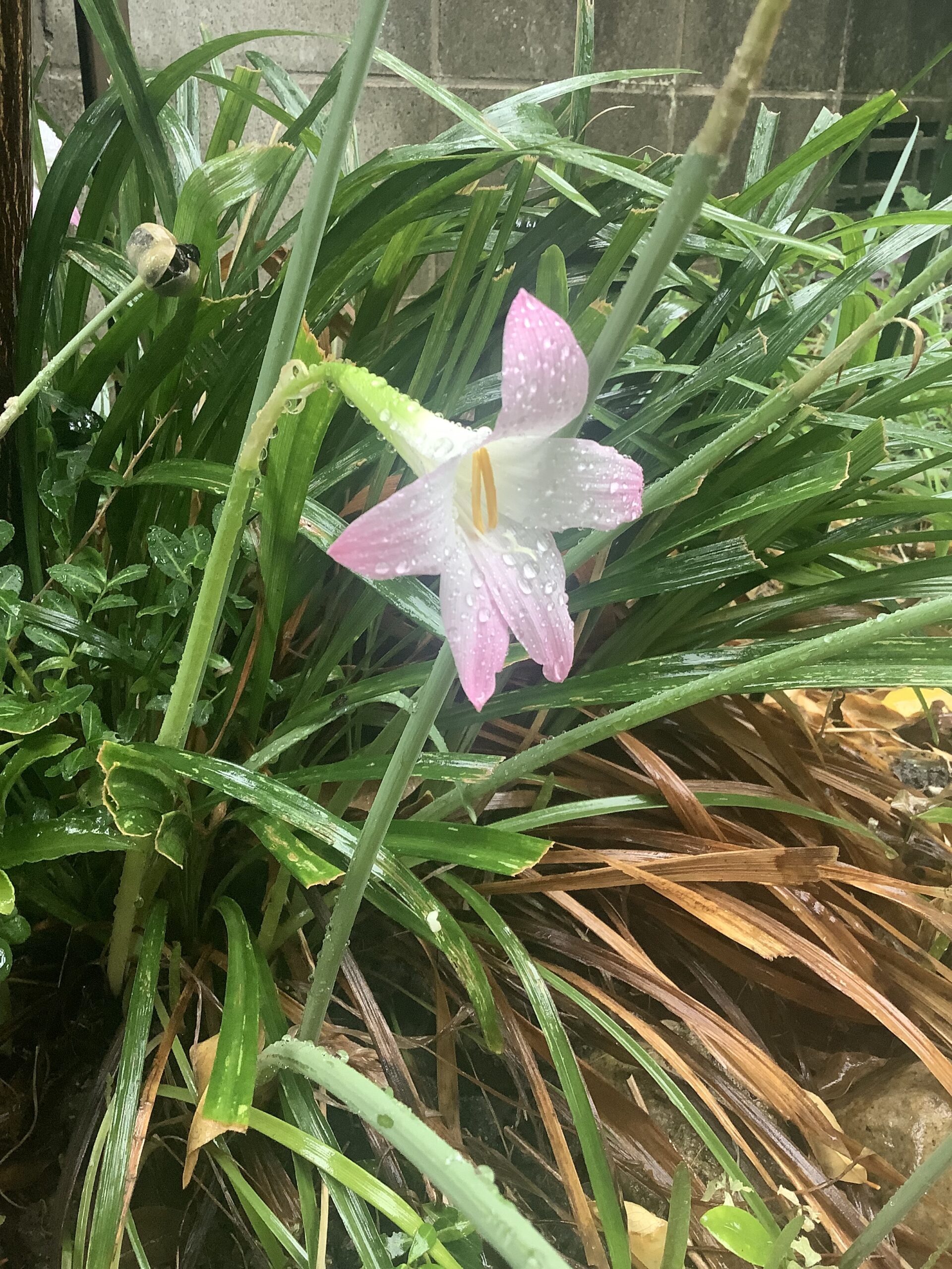 雨に濡れる百合の花の写真