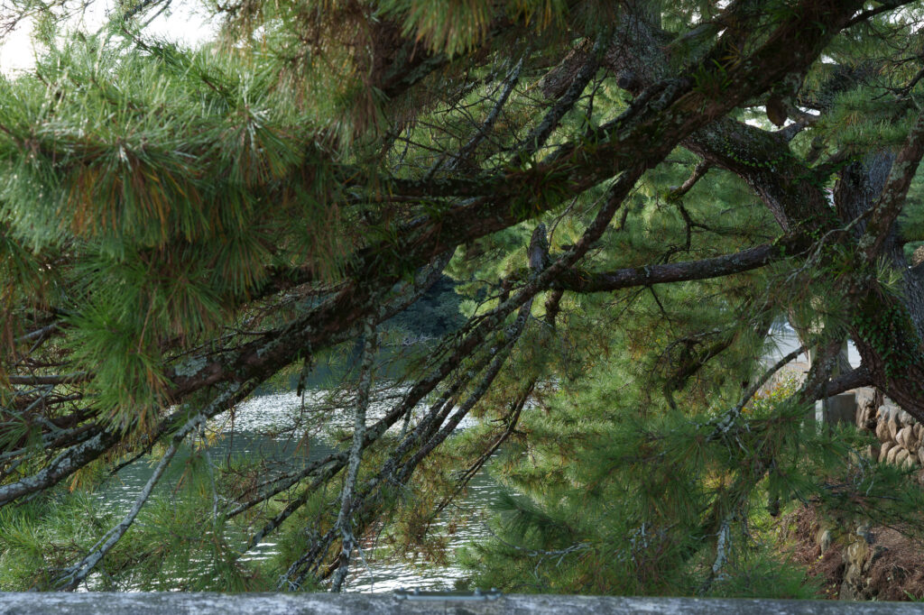 トキとヘブンが並んで写っている、松の枝が生い茂って見える場所。